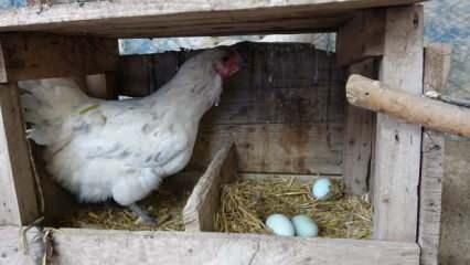 Mavi yumurtlayan tavuk g&ouml;renleri şaşırtıyor