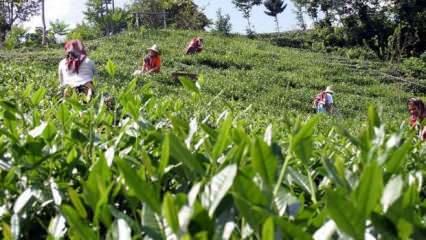 Yaş çay üreticileri 30 Nisan'a kadar Rize'ye gelebilecek