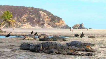 Meksika'da halka kapatılan sahile timsahlar akın etti