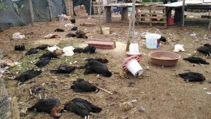 Çiftliğe giren köpekler 120 tavuğu parçaladı