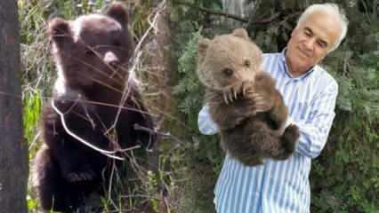 Ankara'da çiftçinin bulduğu yavru ayı, Bursa'ya götürüldü