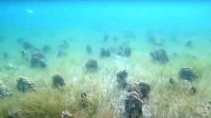 Burası Çanakkale! Denizin dibinde şaşırtan görüntü