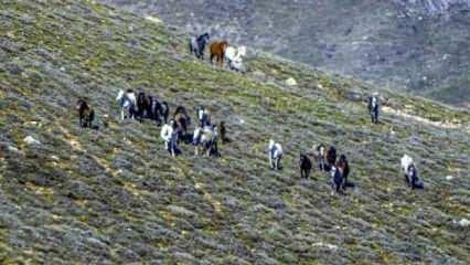 Emir Dağları'ndaki yılkı atları, havadan görüntülendi