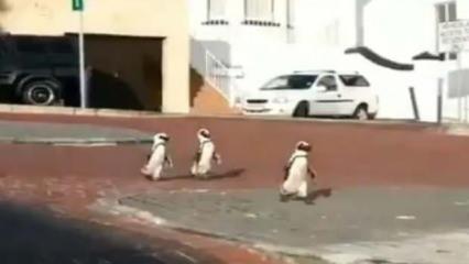 insanlar ve araçlar azaldı, penguenler sokaklara döküldü
