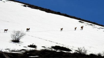 Koruma altındaki çengel boynuzlu dağ keçileri Munzur Dağı'nda görüntülendi