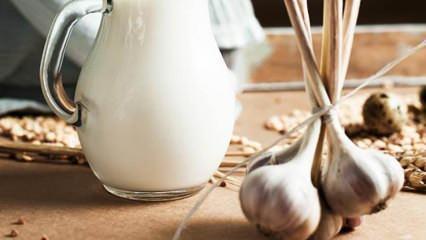 Sarımsak sütü nasıl yapılır? Sarımsak sütü ne işe yarar? Sarımsaklı süt yapımı...