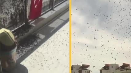 Antalya'da korkutan arı istilası 