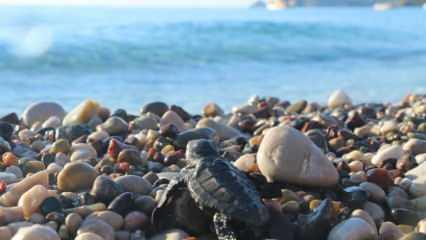 Caretta carettaların sahillerinde 'Koronavirüs' sessizliği