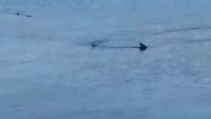Gözlerine inanamadılar: Bodrum'da sahili köpek balıkları bastı