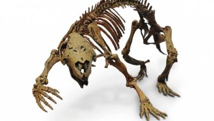 Madagaskar’da dinozorlar döneminden kalma memeliye ait fosil bulundu