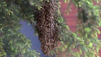 Üsküdar'da oğul veren arılar paniğe neden oldu