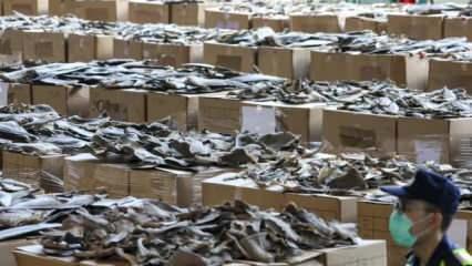 38 bin köpek balığından elde ettiler! Hong Kong'da büyük vurgun