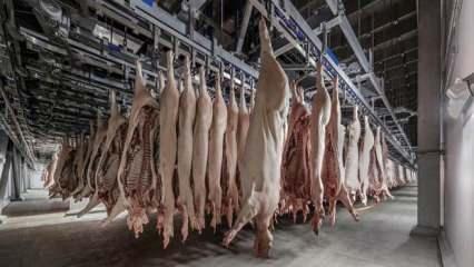 ABD alarma geçti: Domuz eti üreten fabrikada yüzlerce işçide koronavirüs çıktı