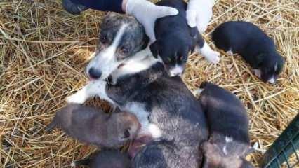 Annesiz kalan 6 yavru çakalı, önce ceylan sonra köpek emzirdi