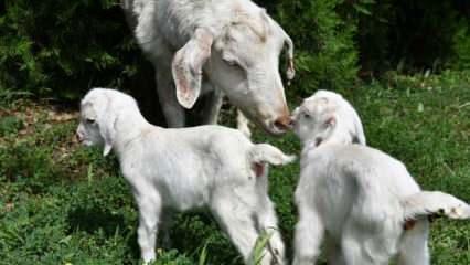 Bursa’da ikiz keçiler ilgi odağı oldu