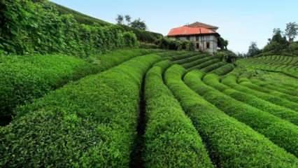 Çay hasadı için seyahat kısıtlamasından muafiyet talebi