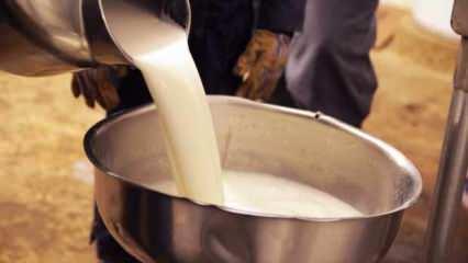 Çiğ süt desteğine ilişkin esaslar belirlendi