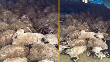 Elazığ'da kurt sürüsü çiftliğe saldırdı, 120 koyun telef oldu