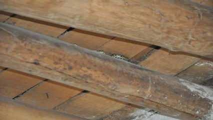 Evlerini yılanlar bastı! Korkudan uyuyamıyorlar...	