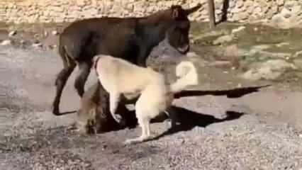 Kangal köpekler saldırtılan sıpadan acı haber!
