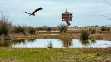 UNESCO Dünya Mirası Daimi Listesi'ne aday kuş cenneti: Kızılırmak