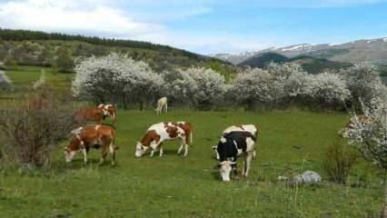 Bahar Posof'u yeşillendirdi