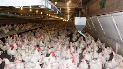 Koronavirüs, tavuk ve yumurta sektörünü de vurdu