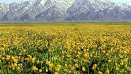 Yüksekova'nın dağlarında kar ve sarı çiçeklerin kartpostallık manzarası