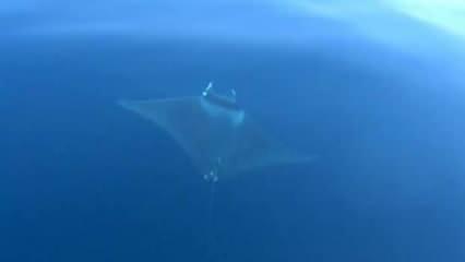 Çanakkale'de 2 metrelik 'Deniz Şeytanı' görüntülendi