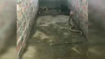 Kobra yılanına karşı civcivlerini hayatı pahasına savunan anne tavuk
