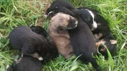 Poşetin içinde bulunan köpek yavruları son anda kurtarıldı