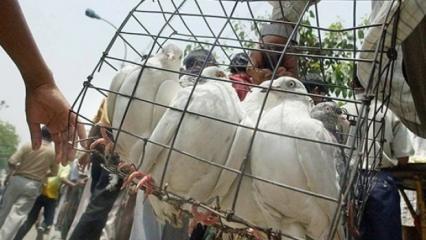 Hindistan-Pakistan sınırında 'casus güvercin' vakası! Gizem çözüldü