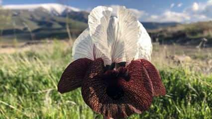 Ağrı Dağı'nın eteklerinde ender görülen bir çiçek