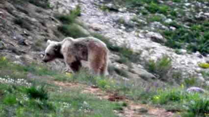 Bayburt ve Erzincan’da yiyecek arayan boz ayı görüntülendi
