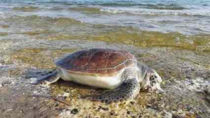 Belek'te 11 ölü deniz kaplumbağası sahile vurdu