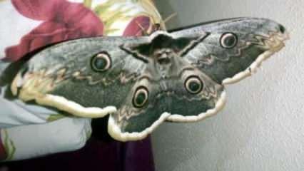 Kanat açıklığı 16 cm olan kelebek, görenleri hayran bıraktı