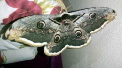 Kanat açıklığı 16 santimetre olan kelebek, görenleri hayran bıraktı