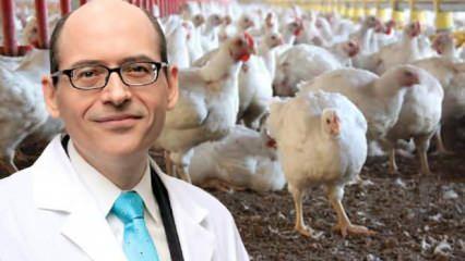 Virüs ile ilgili tavuk uyarısı: Eğer bu gerçek olursa dünya nüfusunun yarısı ölür
