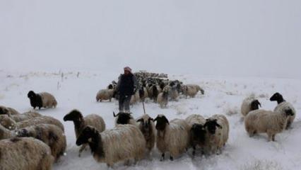 Koyunlarını yaylaya çıkaran çobana kar sürprizi!