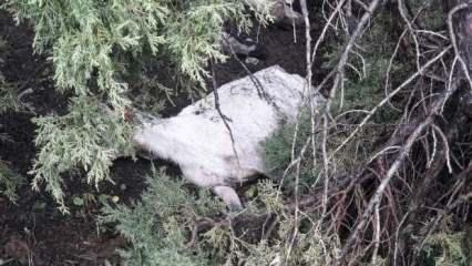 Tunceli’de kar yağışı 503 koyun ve kuzuyu telef etti