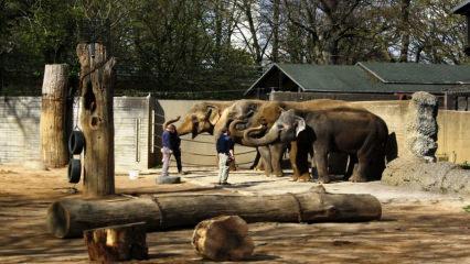 3600 hayvan bulunan Skansen Hayvanat Bahçesi ve Akvaryumu
