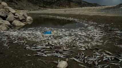 Adıyaman'da korkutan balık ölümleri