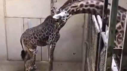 Doğum sonrası erkek zürafanın eşini ve yavrusunu ilk gördüğü anlar