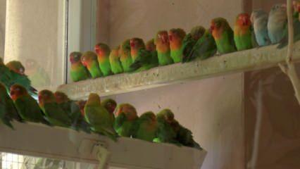 Sınırda 200 papağan ele geçirildi
