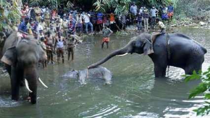Vahşetin böylesi: Hindistan'da fil patlayıcılı ananasla öldü