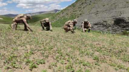 2 PKK'lının  öldürüldüğü operasyonda 10 bin kök Hint keneviri de bulundu