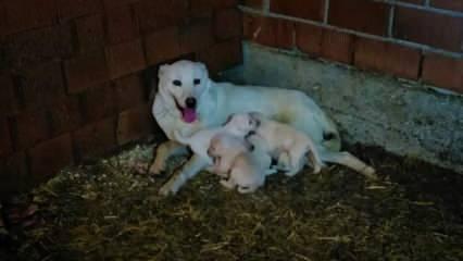 Canilere insanlık dersi veren Pamuk 17 köpeğe annelik yapıyor