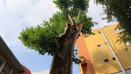 Çürüyünce kesilmek istenen 400 yıllık ağaç, 6 aylık bakımla yeniden yeşerdi