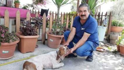 Yaralı köpeği tedavi ettirmek için 10 bin lira kredi çekti
