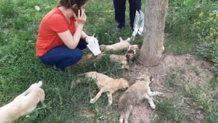 Yürekli burkan görüntü; 5 yavru köpek ölmek üzereyken bulundu
